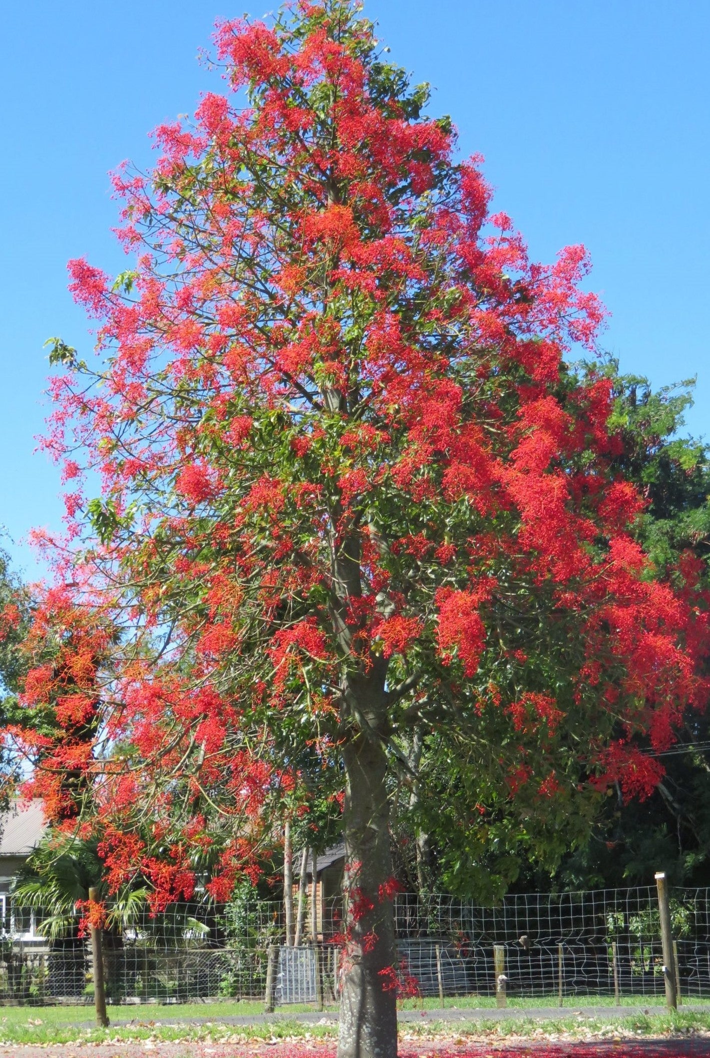 Brachychiton Acerifolius Tree Planting Seeds