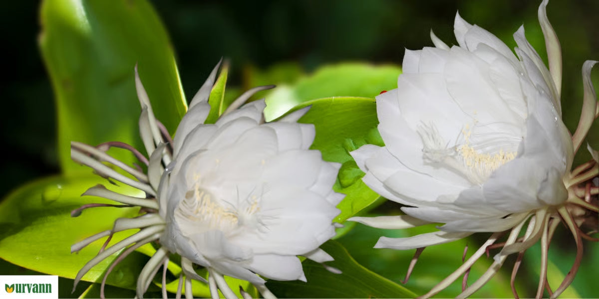 Epiphyllum Oxypetalum White Flower Seeds for Planting