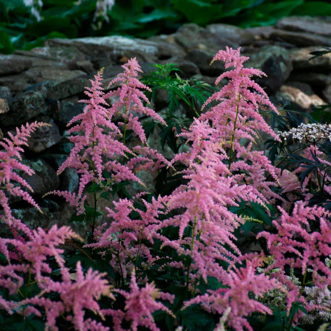 Bressingham Perennial Flower Seeds for Planting