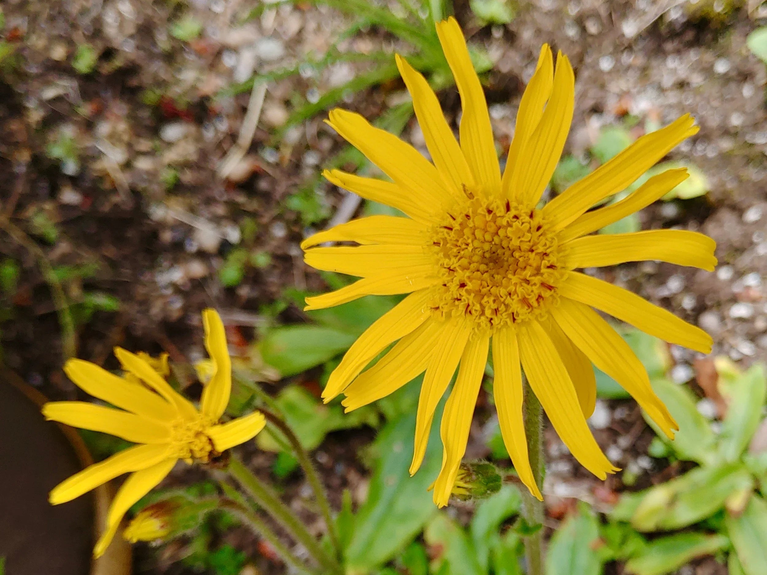 Arnica seeds for low-maintenance garden planting
