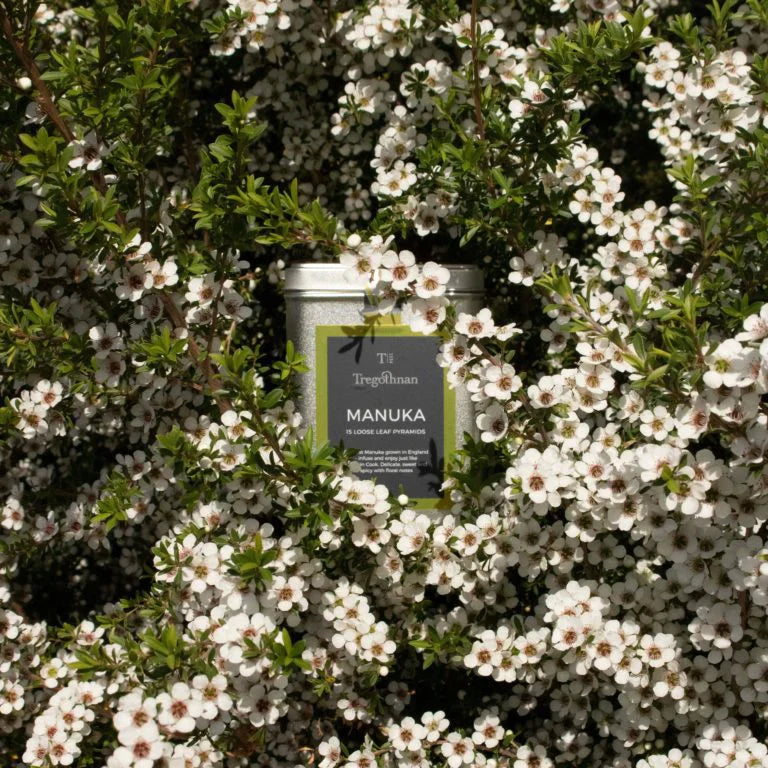 Manuka seeds for low-maintenance garden planting