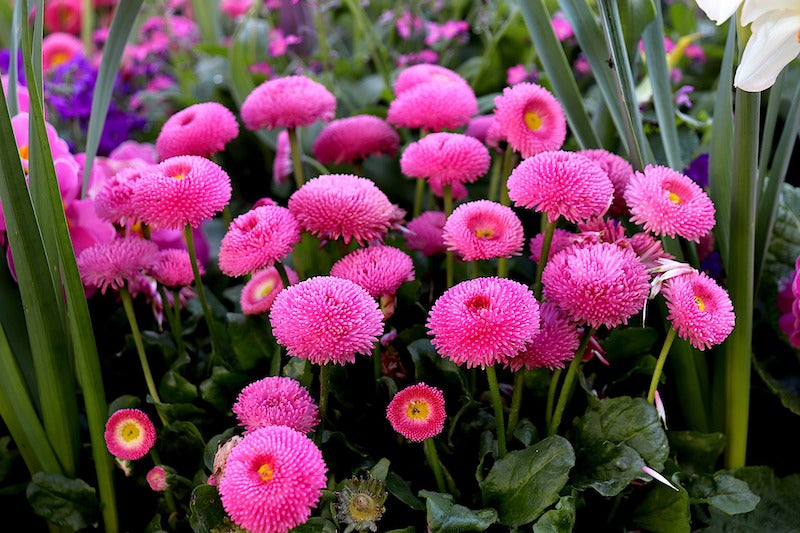Pink Bellis Perennis Flower seeds for Planting - Premium Quality, Heirloom & GMO Free Seeds for Home Garden