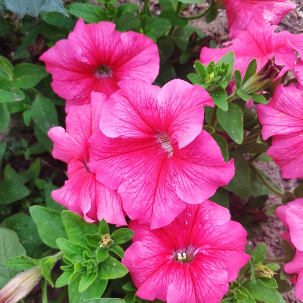 Pink Fuchsia Petunia Flower seeds for Planting - Hardy Variety, Heirloom & GMO Free Seeds for Home Garden