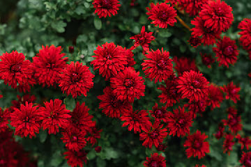 Deep Red Chrysanthemum Flower seeds for Planting - Compact Growth, Heirloom & GMO Free Seeds for Home Garden