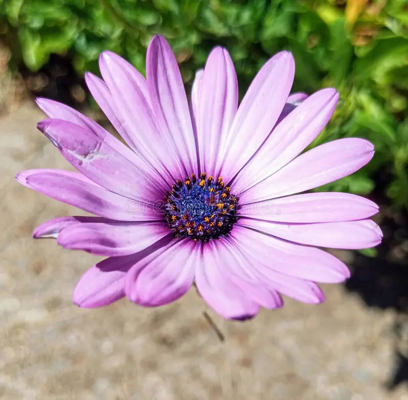 Lavender Osteospermum Flower seeds for Planting - Sun Loving, Heirloom & GMO Free Seeds for Home Garden