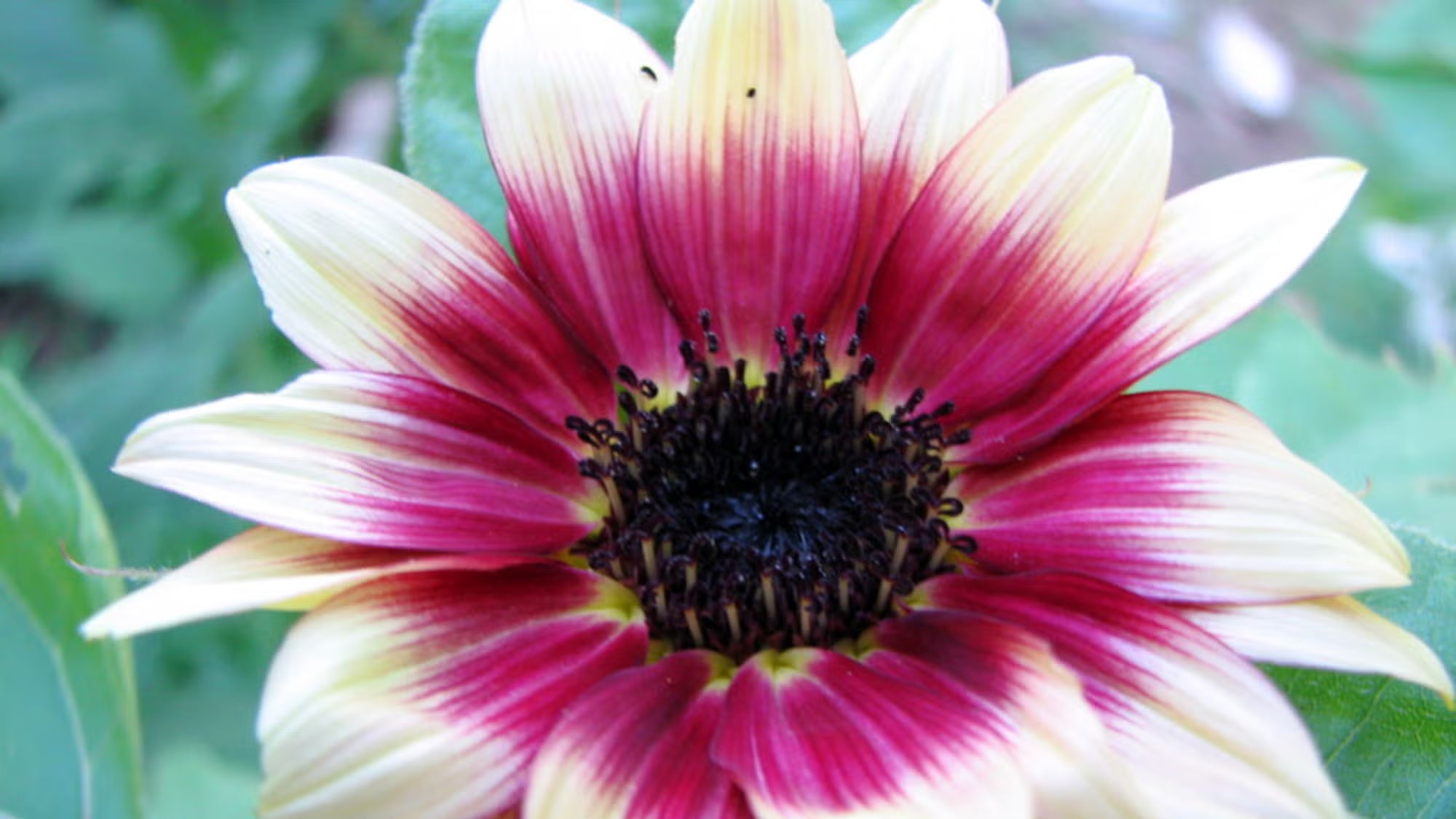 Pink and White Sunflower Seeds for Planting
