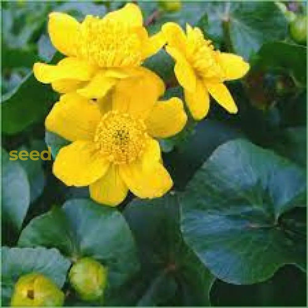 Bright Yellow Caltha Palustris Seeds For Planting Vibrant Perennial Flowers Garden Wetlands Flower
