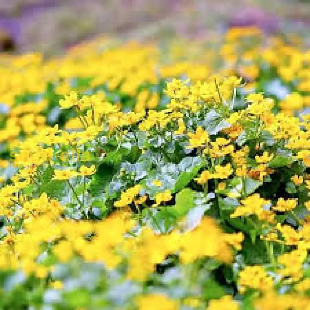 Bright Yellow Caltha Palustris Seeds For Planting Vibrant Perennial Flowers Garden Wetlands Flower