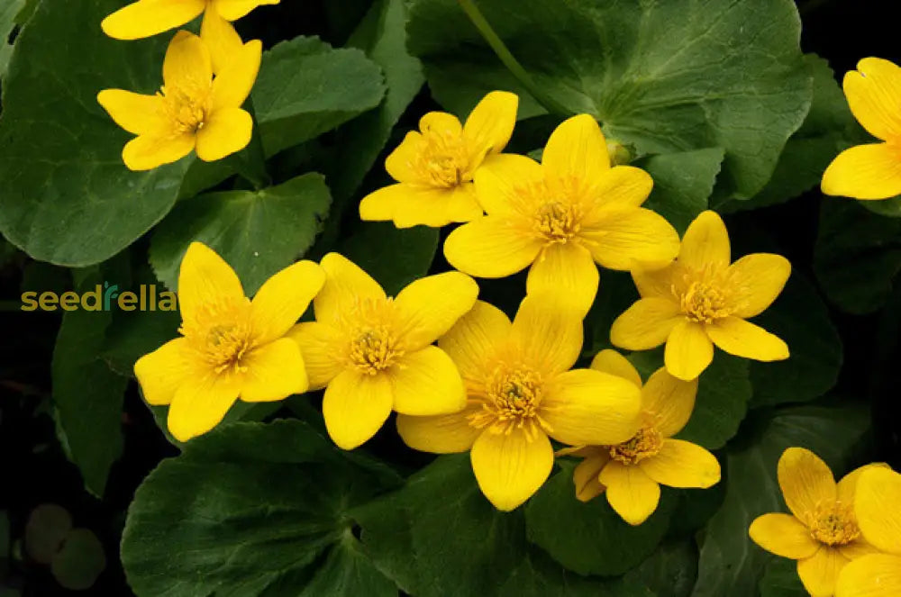 Bright Yellow Caltha Palustris Seeds For Planting Vibrant Perennial Flowers Garden Wetlands Flower