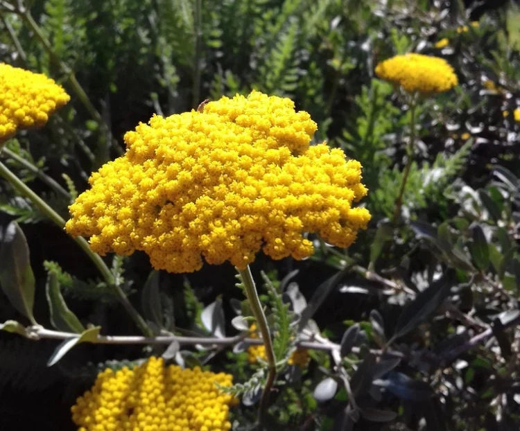Bright Yellow Yarrow Seeds for Planting – Vibrant Garden Blooms
