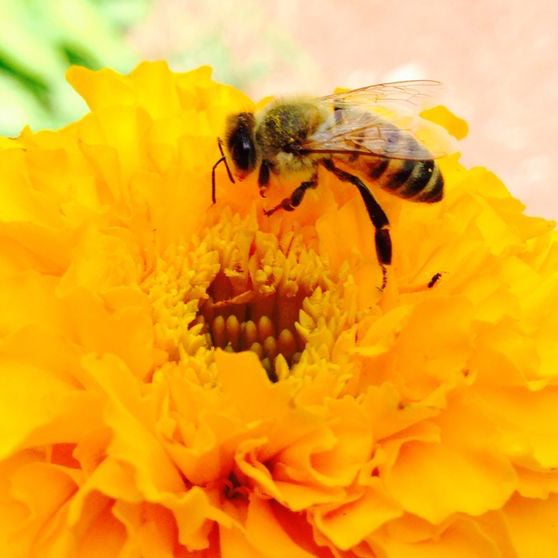 Organic Marigold Plant Seeds – Easy-Grow Ornamental Flower for Borders