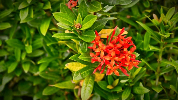 Passi Coccinea Flower seeds for Planting - Wildflower Mix, Heirloom & GMO Free Seeds for Home Garden