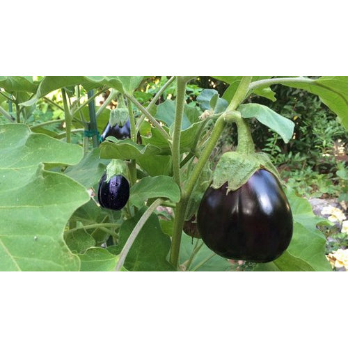 Ophelia Eggplant Vegetable Seeds for Planting