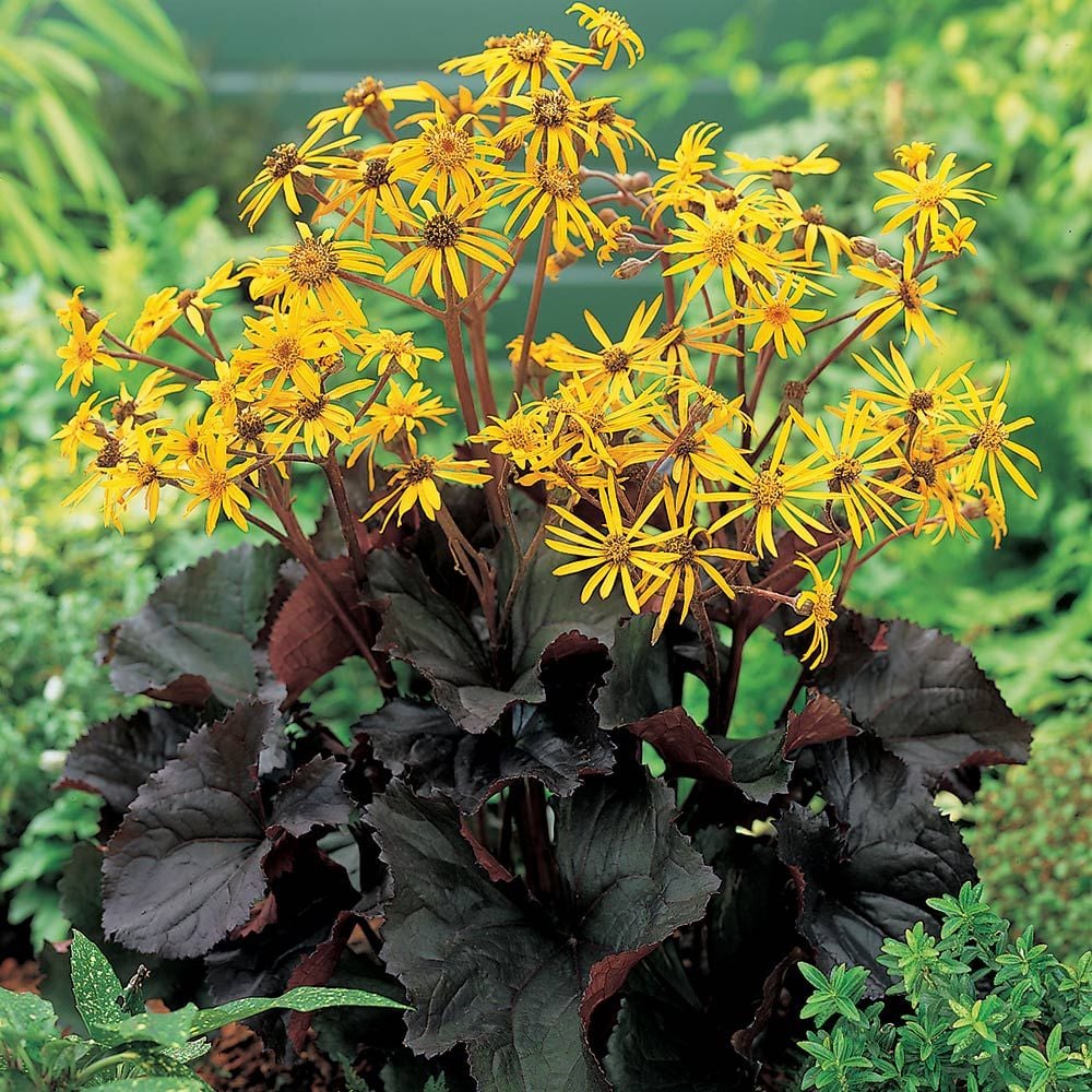 Britt-Marie Crawford Flower Seeds for Planting