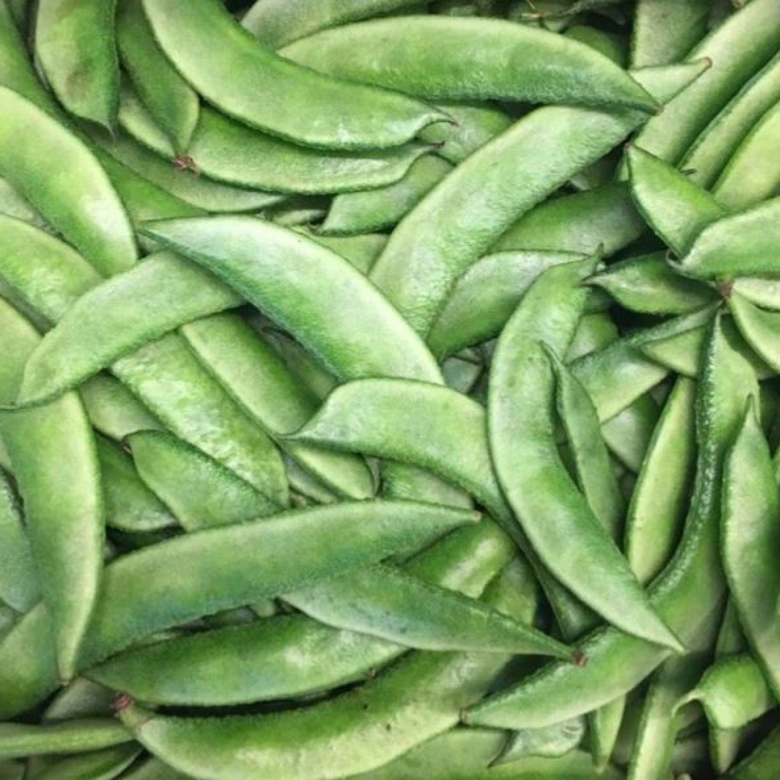 Broad bean seeds with high germination for garden planting