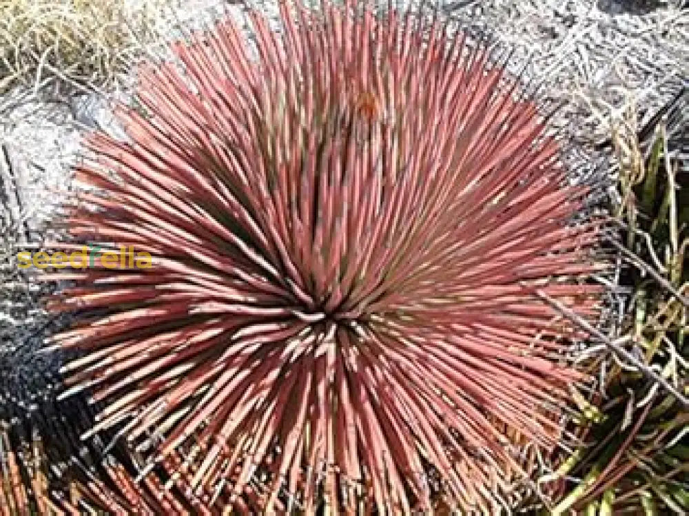 Brown Agave Stricta Plant Seeds For Easy Planting Flower