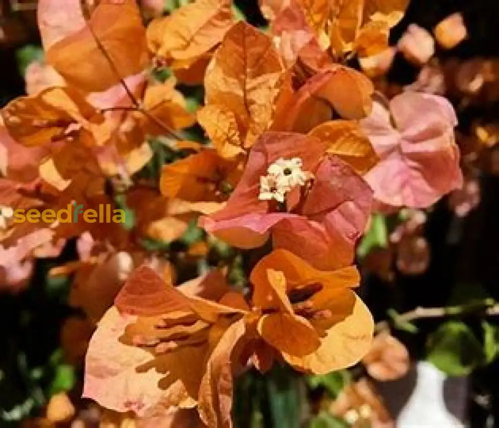 Brown Bougainvillea Flower Seeds For Planting