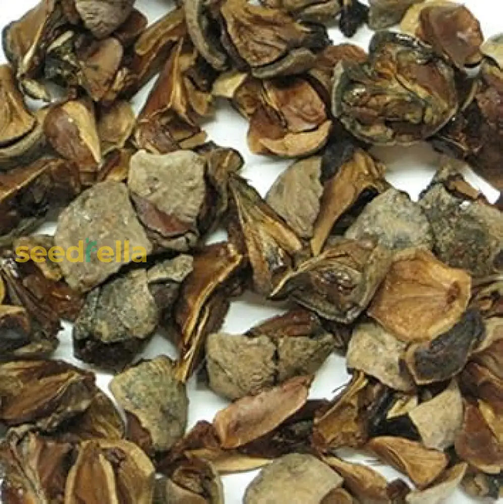 Brown Cypress Tree Planting Seeds Plant Seeds