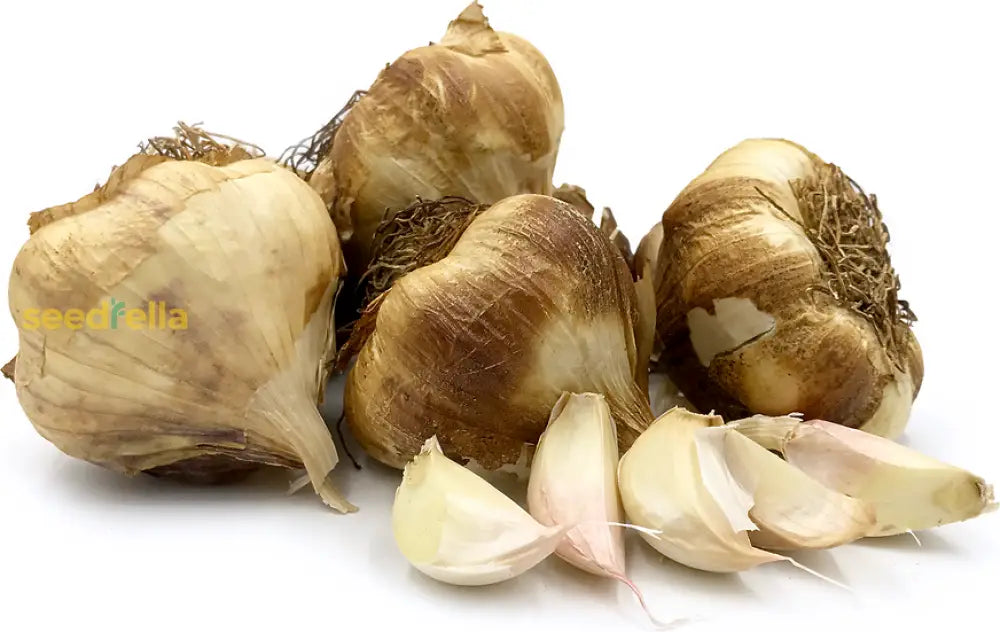 Brown Garlic Seeds for Easy Planting, Premium Seeds seed packet for home gardening