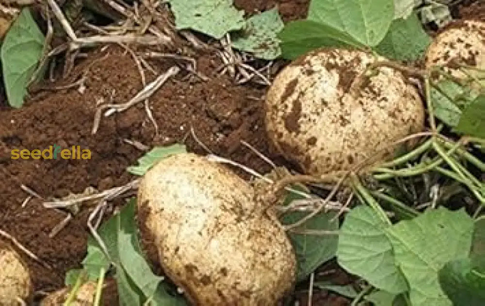 Brown Jicama Vegetable Planting Seeds Seeds
