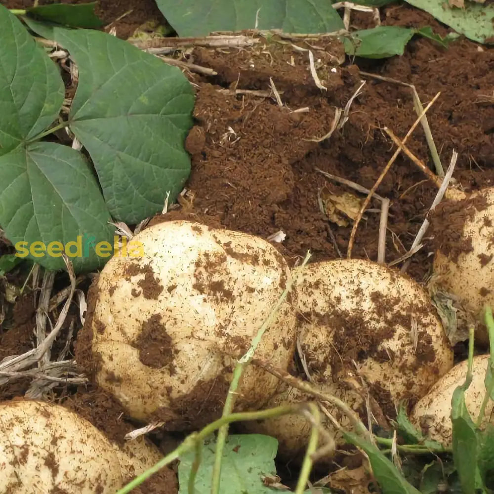 Brown Jicama Vegetable Planting Seeds, Premium Seeds seed packet for home gardening