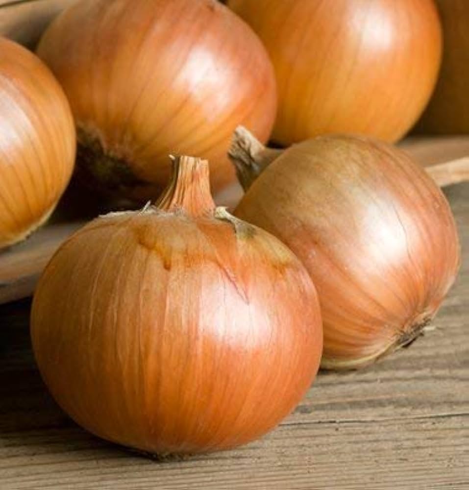 Brown Onion plants thriving in raised bed vegetable patch