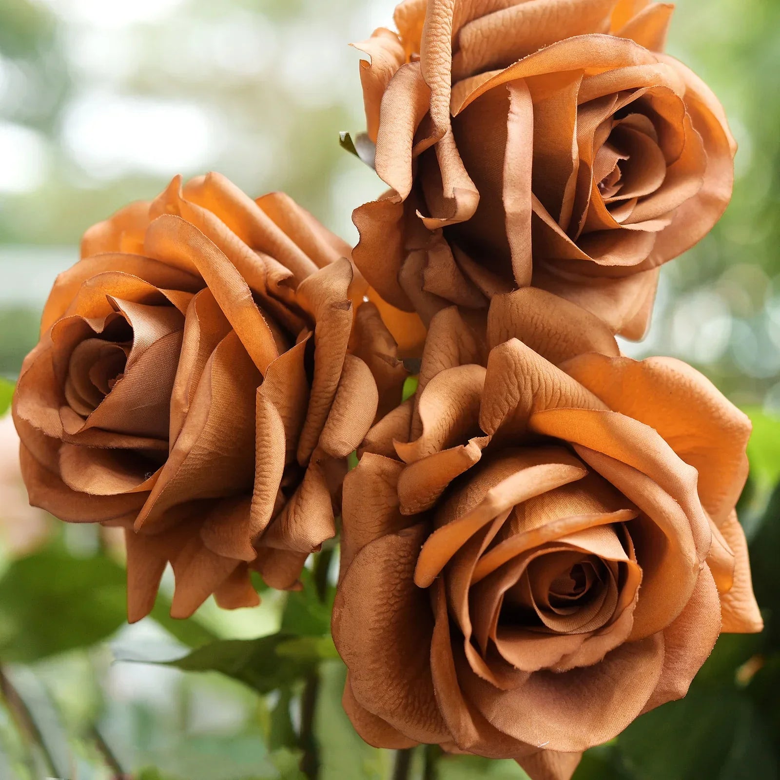 Brown Rose Flowering Seeds – Non-GMO Brown Rose Variety