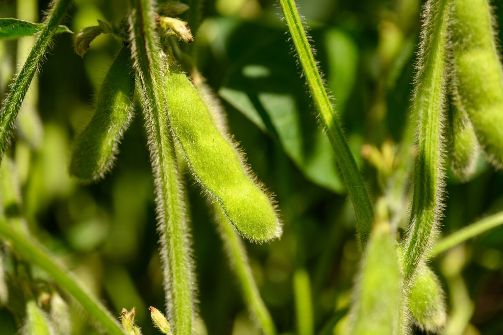 Brown Soybean plants growing in home garden