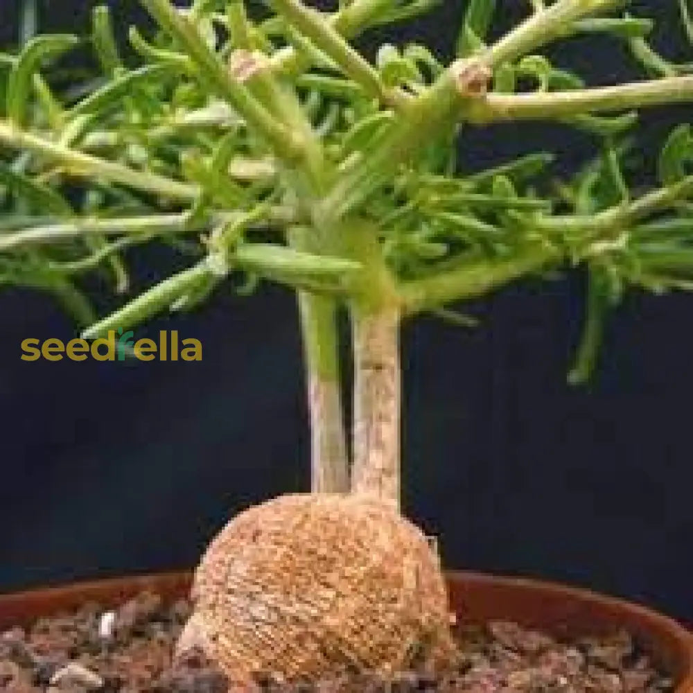 Brown Talinum Caffrum Seeds For Planting Plant Seeds