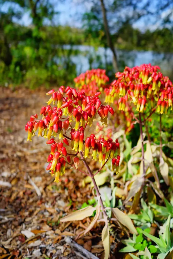Bryophyllum Pinnatum Flower seeds for Planting - Garden Favorite, Heirloom & GMO Free Seeds for Home Garden