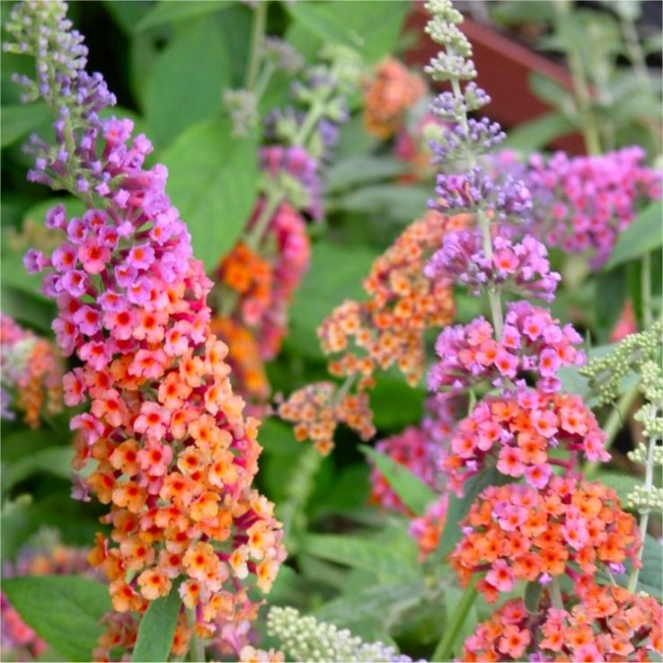 Orange Pink Buddleia Flower Seeds for Planting Sun Loving Heirloom & GMO Free Seeds for Home Garden
Sale