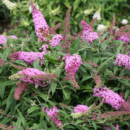 Pink Buddleia Butterfly Bush Flower seeds for Planting - Cottage Garden Essential, Heirloom & GMO Free Seeds for Home Ga