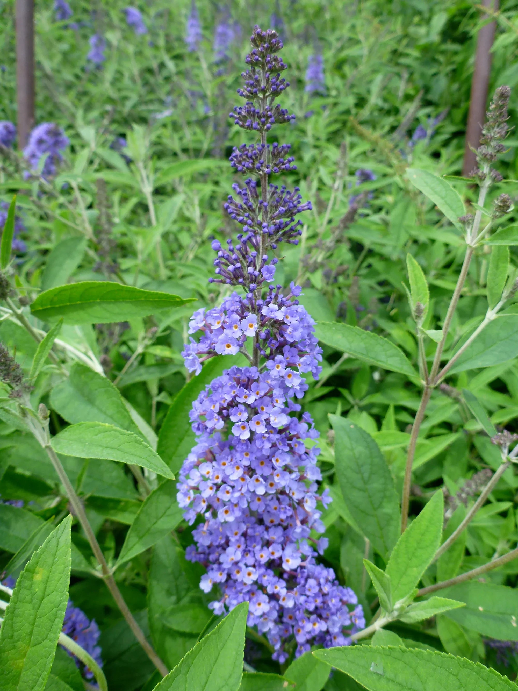 Easy to grow Blue Buddleja seeds for containers and gardens