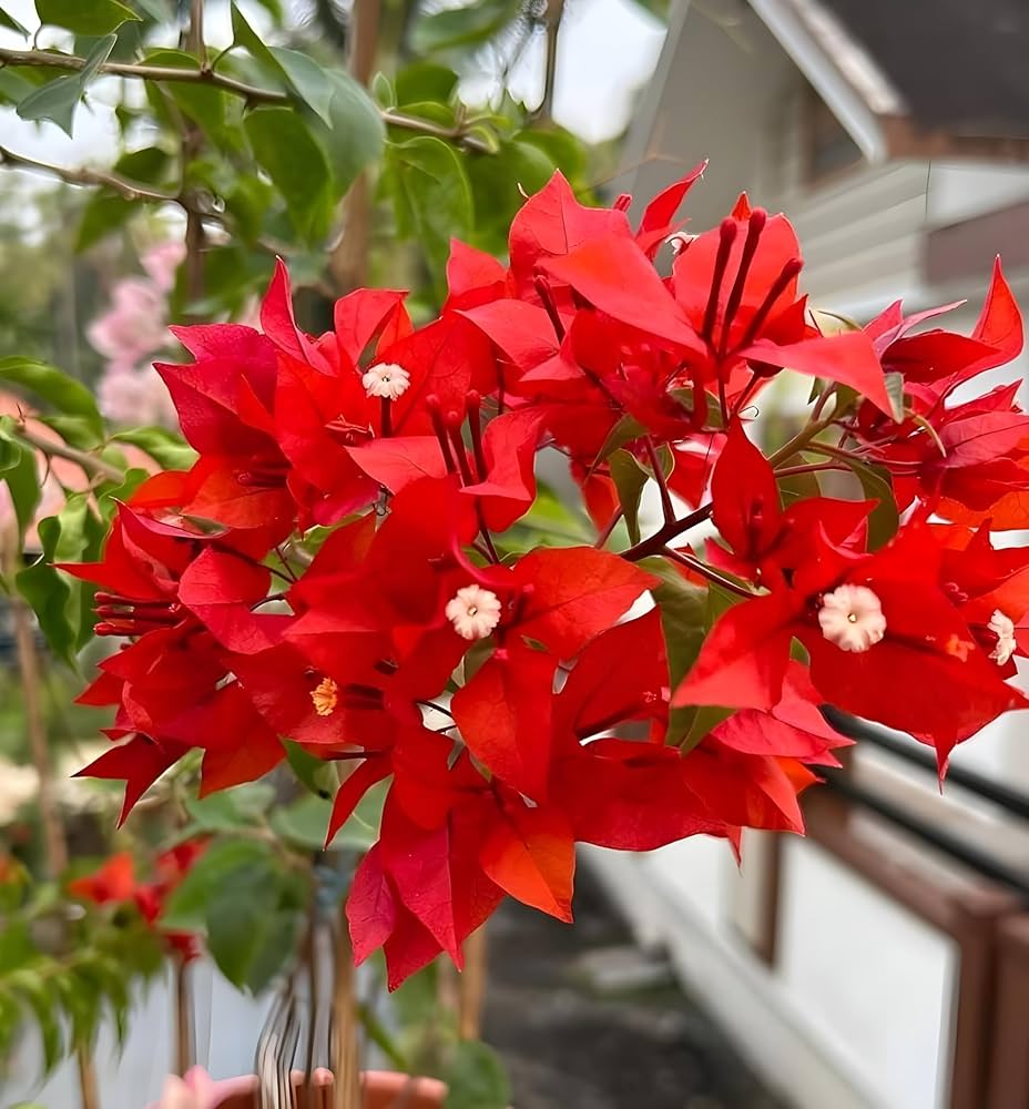 Buganvilla Flower Seeds