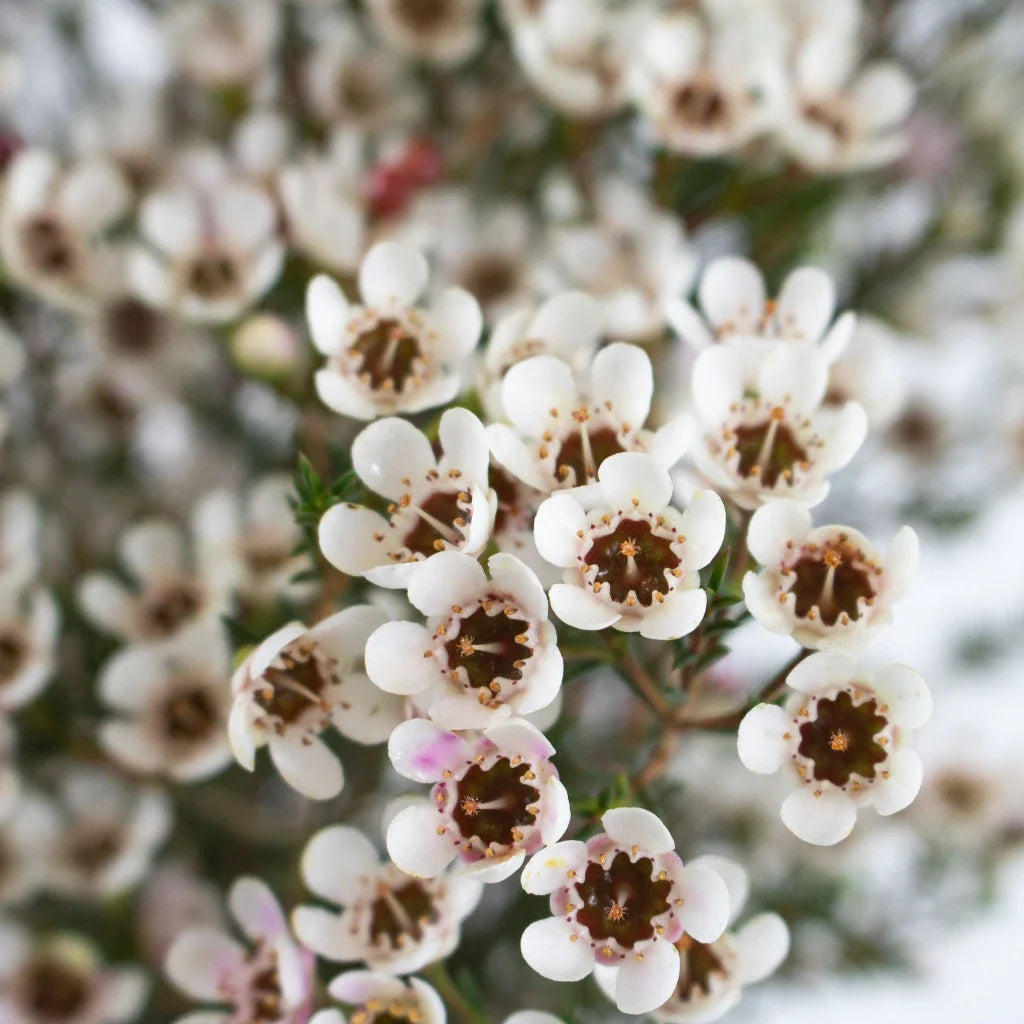 Mixed Wax Flower seeds for Planting - Seasonal Bloomer, Heirloom & GMO Free Seeds for Home Garden