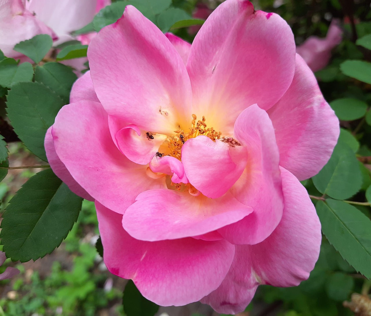 Saxifrage Rose Flower Seeds for Planting - Vibrant Garden Blooms