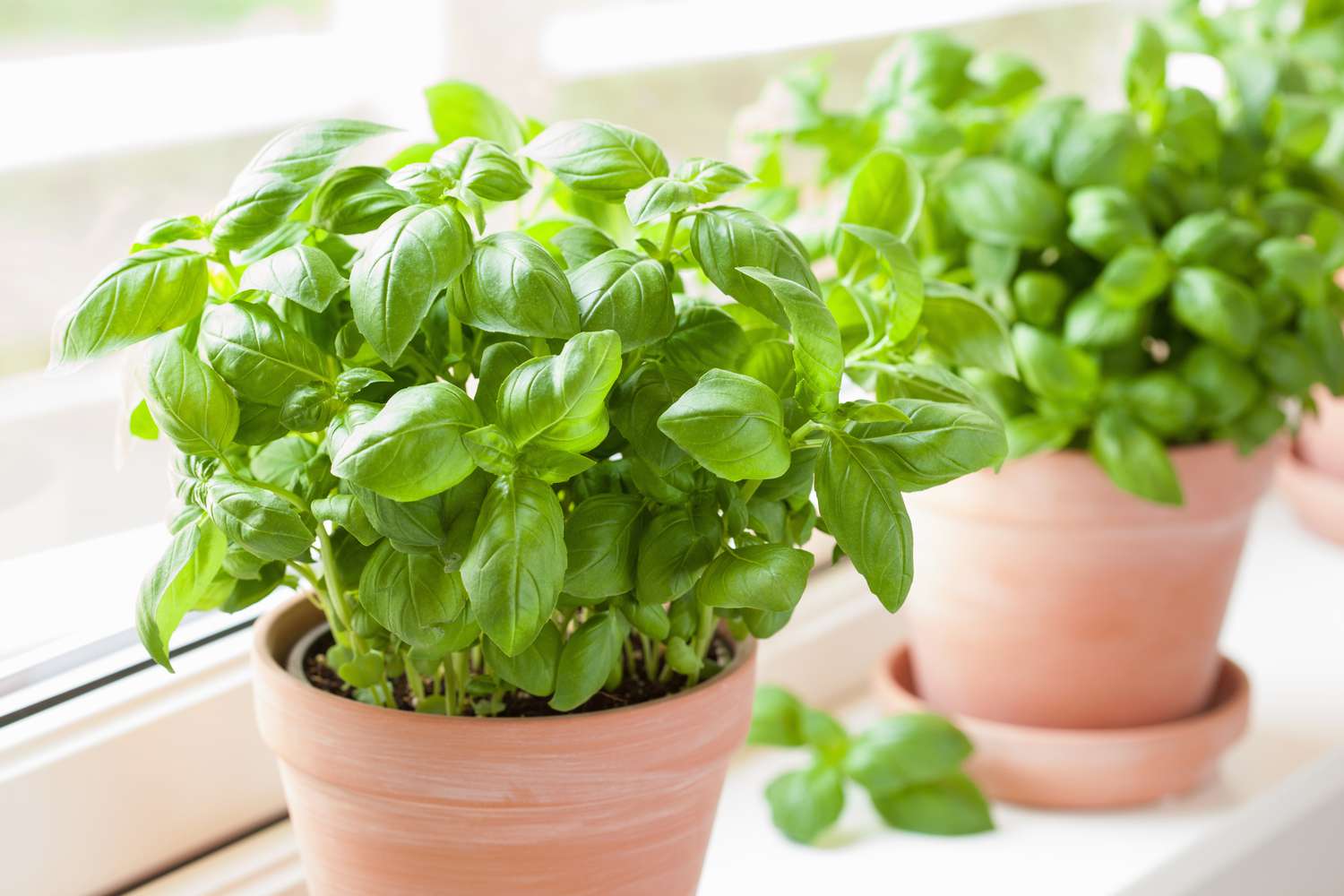 Bushy Basil herb plant for kitchen garden