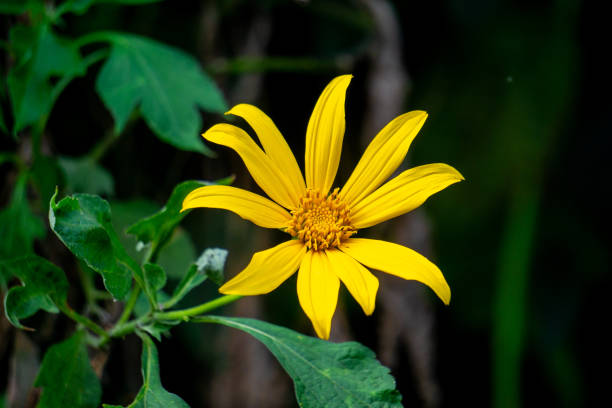 Buy Yellow Diversifolia flower seeds online