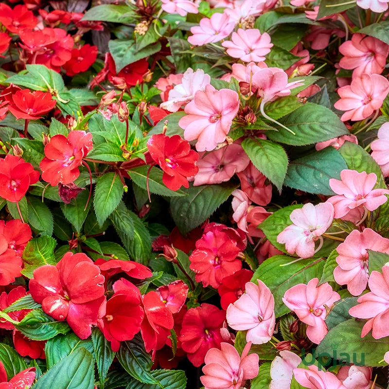 Walleriana Flower seeds for Planting - Cottage Garden Essential, Heirloom & GMO Free Seeds for Home Garden