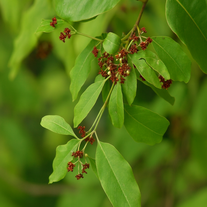 Santalum Tree Seeds Planting Guide