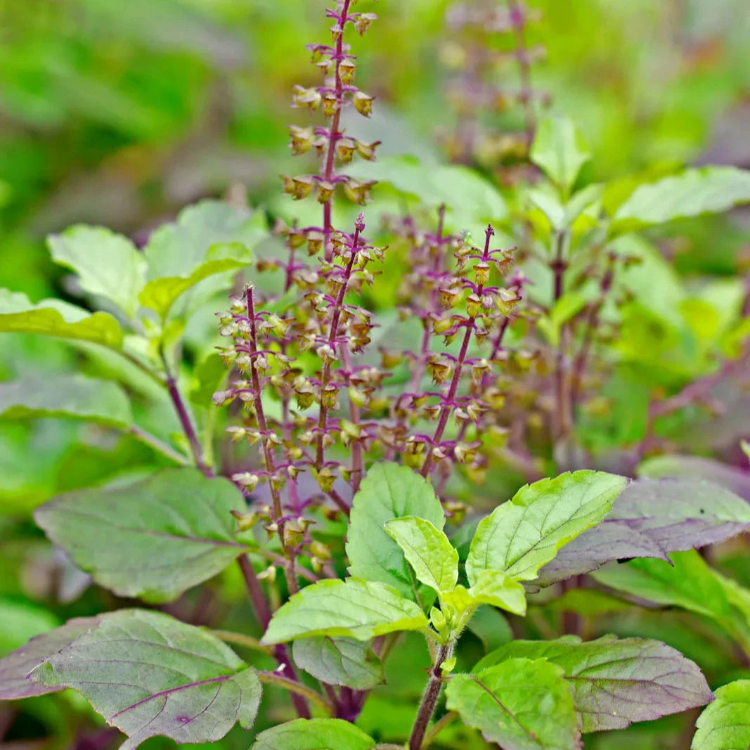 Organic Basil Seeds – Heirloom Non-GMO Culinary Herb for Home Gardens