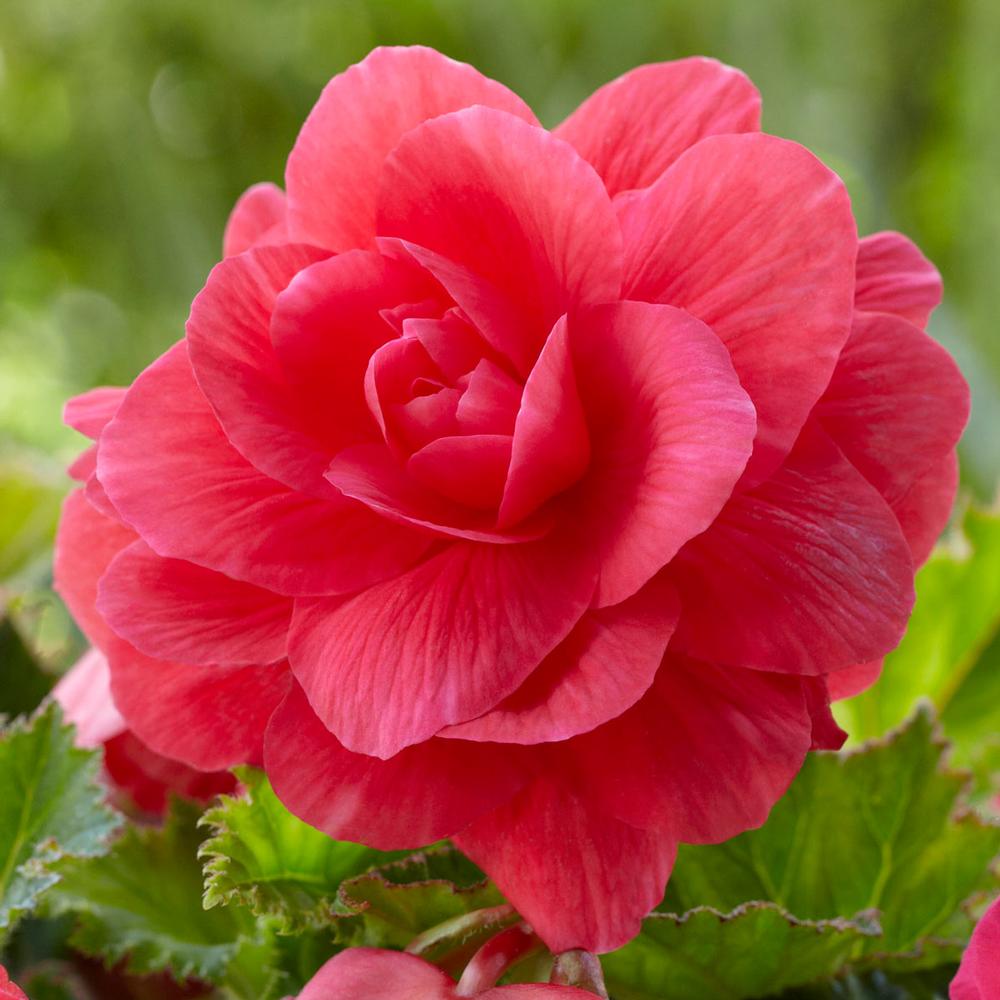 Begonia Flower Seeds – Organic Non-GMO Shade-Loving Ornamental Blooms