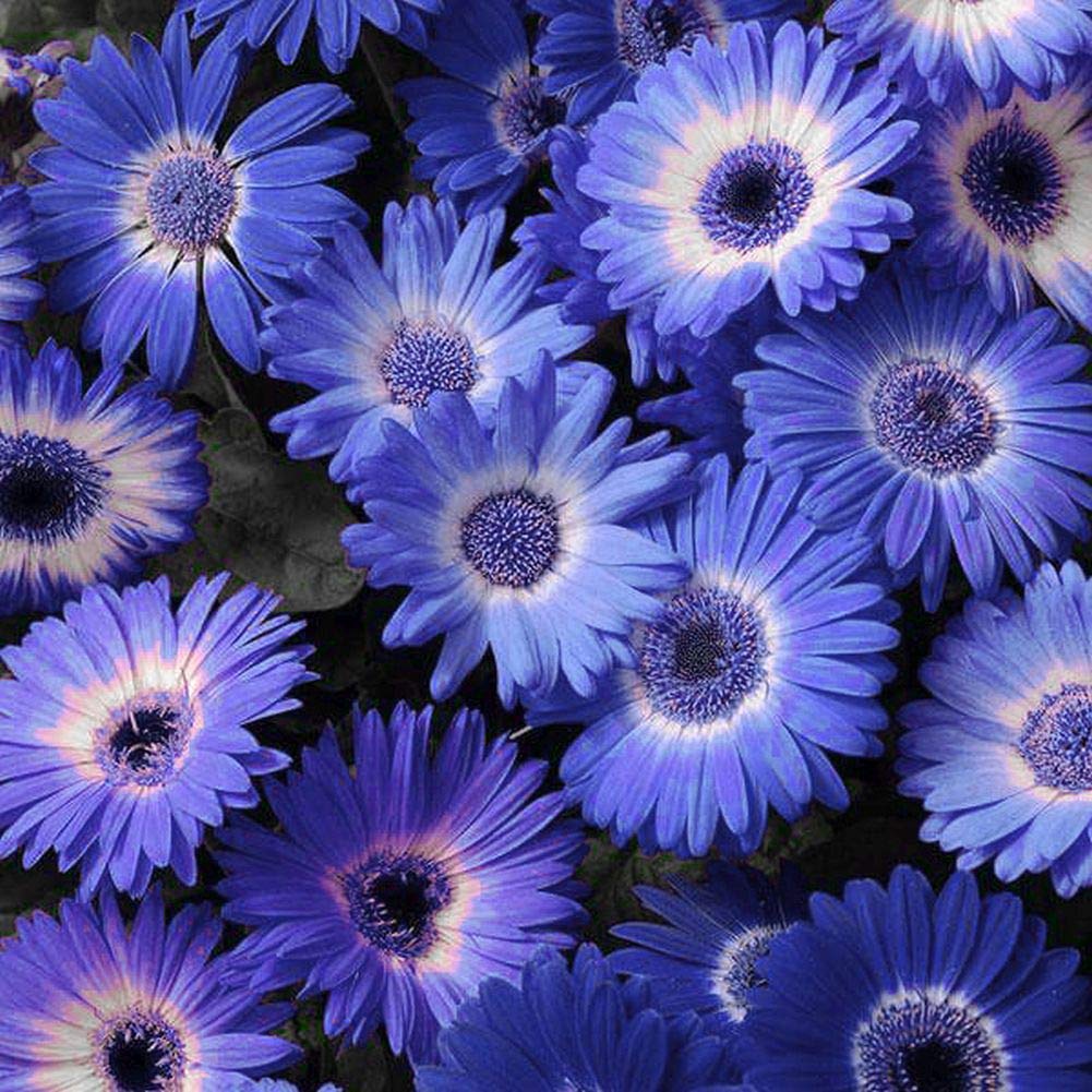 Buy Blue-Eyed Daisy Seeds Online – Felicia amelloides Bright Bloom Variety