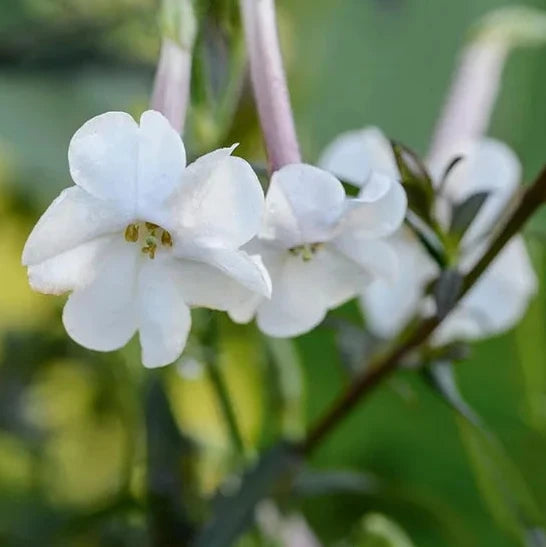 Buy Nicotiana (Nicotiana alata) Seeds Online – Star-Shaped Garden Blooms