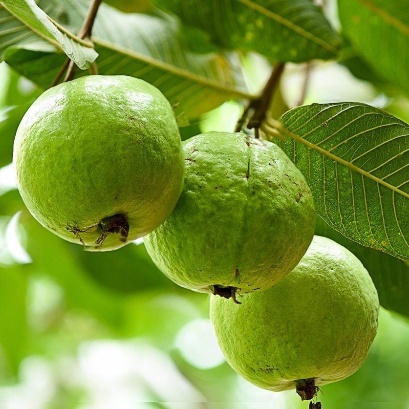 Guava Seeds – Organic Non-GMO Tropical Fruit Tree for Home Gardens