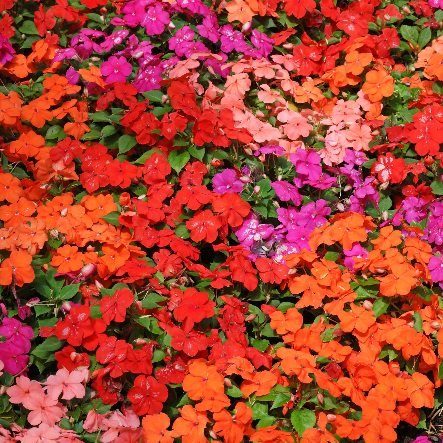Impatiens Flower Seeds – Organic Non-GMO Shade-Loving Garden Blooms