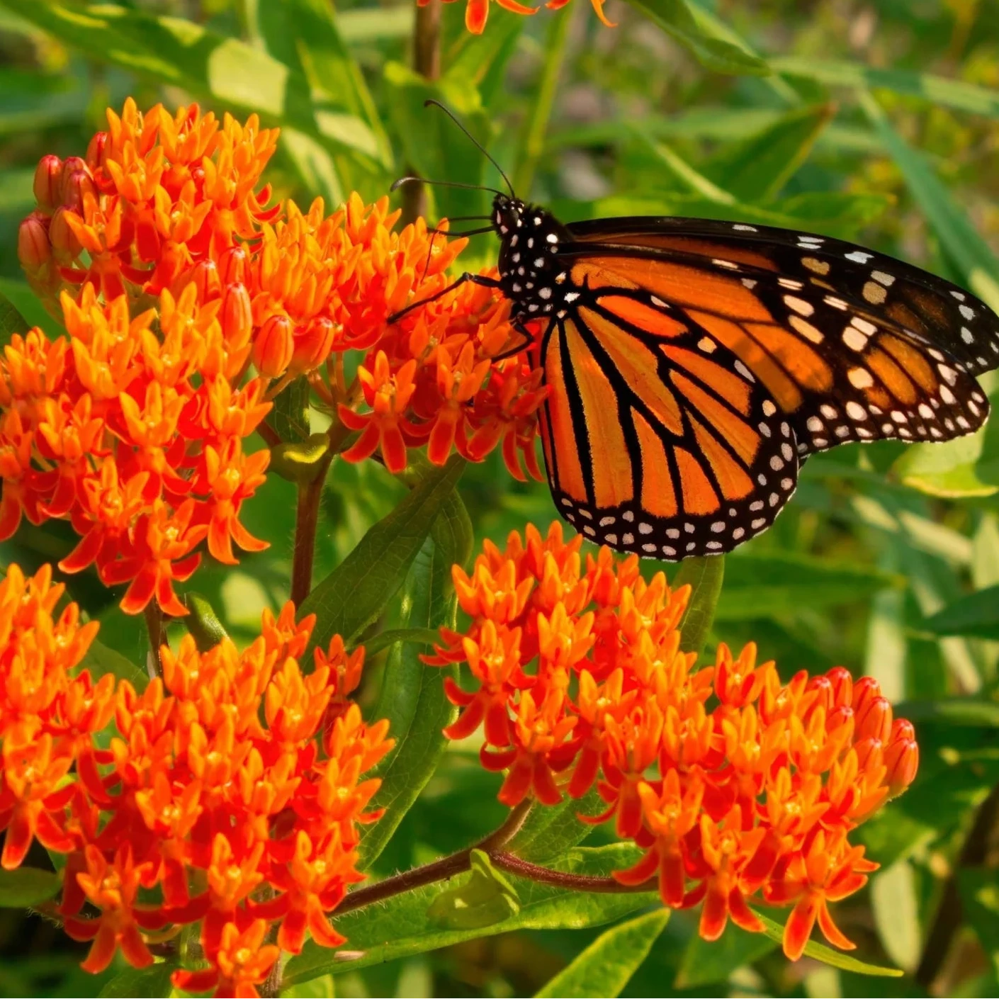 Milkweed Plant Seeds – Essential Host Plant for Butterfly Gardens