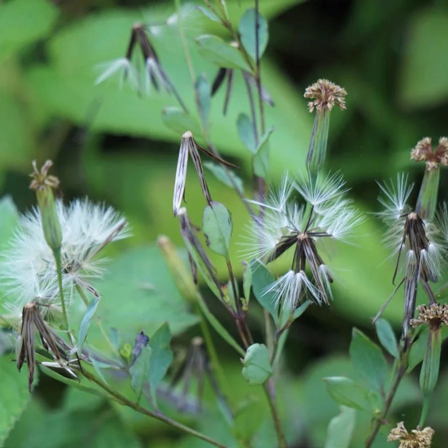 Papalo Seeds – Organic Heirloom Mexican Herb for Home Gardens