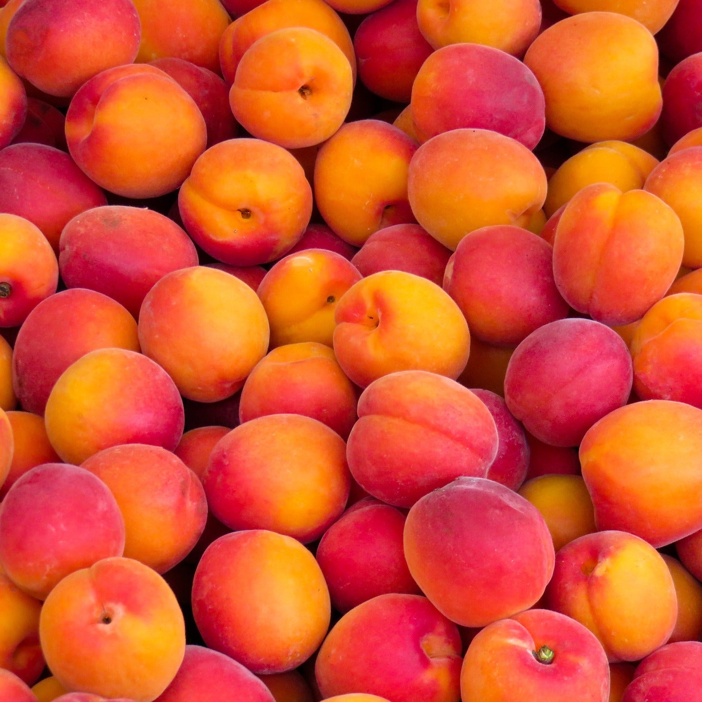 Peach Seeds – Organic Non-GMO Fruit Tree for Home and Balcony Gardens