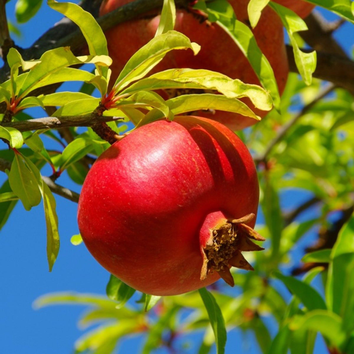 Pomegranate Seeds – Organic Non-GMO Superfruit for Home Gardens